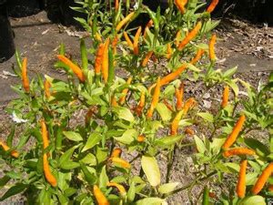 WILLVINE XLL-433 ORANGE THAI, Chili/Chilli PEPPER (Capsicum annuum ...