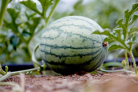How to Grow Watermelon in Your Garden