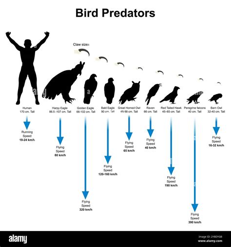 Bird Silhouette. Bird predators that flying swiftly and has claws for grabbing its prey Stock ...