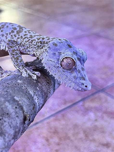Henkel's Leaf-Tailed Gecko’s!!! : r/geckos