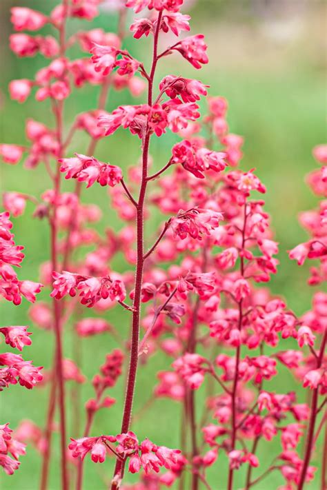 How to Grow Coral Bells (Heuchera)