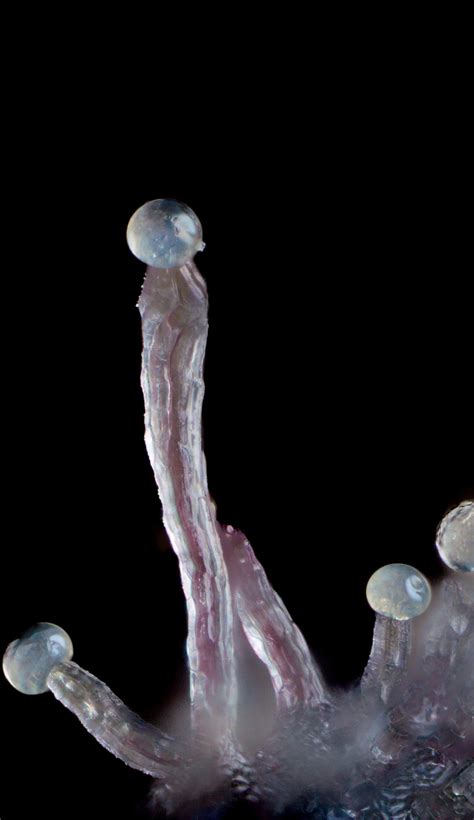 Garlic Icing grown by Cliffhouse Cannabis🔥 : r/mainetrees