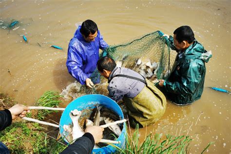 耒阳：手工“青粑”让传统绿色美食香飘四方_衡阳_湖南频道_红网