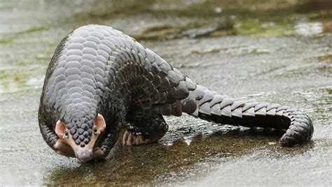 Chinese Pangolin