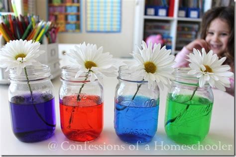 Image result for Food Coloring Flowers Science Project
