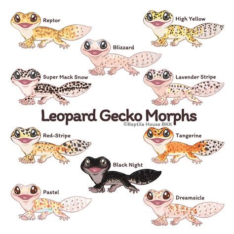 Leopard Gecko Morphs Chart