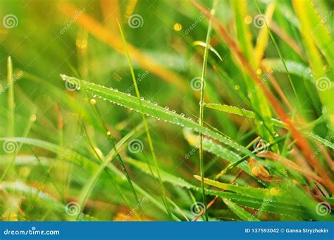 A Drop of Dew on the Grass in the Early Morning on a Spring Meadow ...