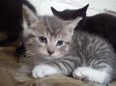 kitten for sale cross bengal adorable kitten for sale chester cheshire kitten for sale cross bengal adorable kitten for sale chester cheshire