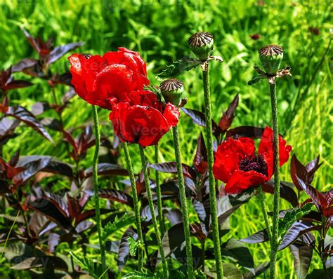 Opium poppy flower, in Latin papaver somniferum. Box of poppy seeds ...
