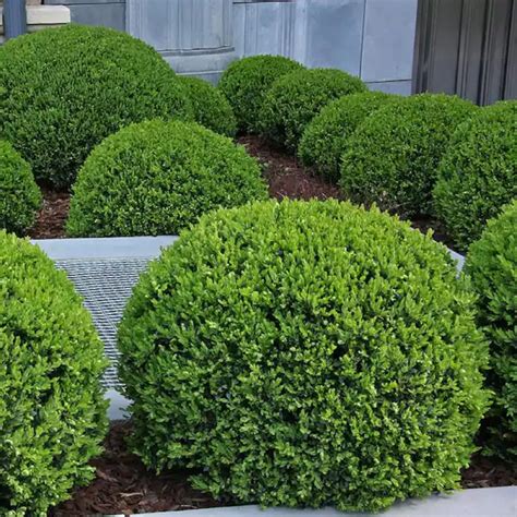 Amazon.com : CHUXAY GARDEN Wintergreen Boxwood Seed,Buxus Microphylla ...