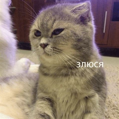 Набор стикеров для Telegram «Котик Цмок» | Веселые мемы, Смешные мемы ...