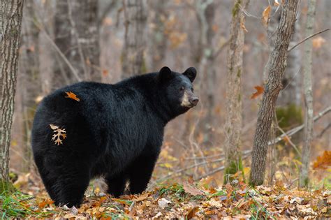 Bearing Witness Meaning