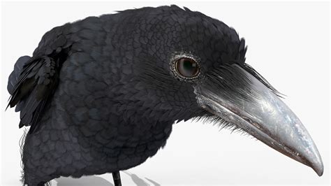 Raven Landing Animated Rigged 3D model | 3D Molier International