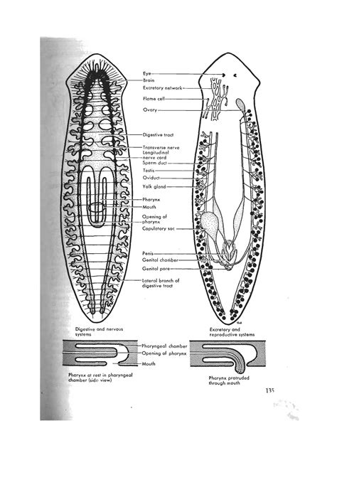SOLUTION: Phylum Platyhelminthes College zoology - Studypool