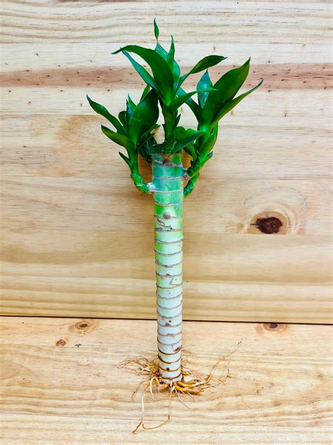 Lucky Lotus Bamboo One 8” Stem – Houseplants New York LLC | Live Lucky ...