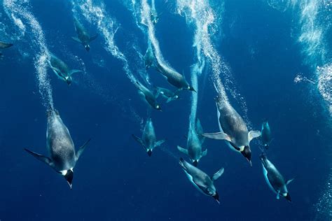 Antarctica’s penguins have evolved to survive anything, even cliff-diving | National Geographic