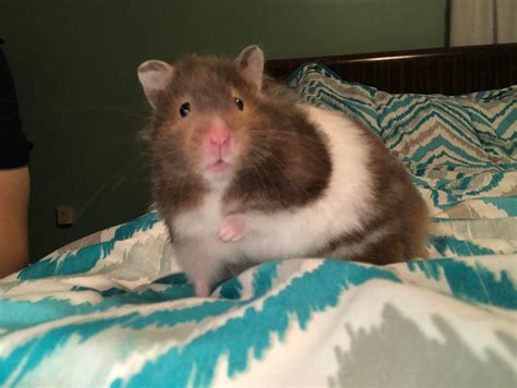 Nibbs : hamsters