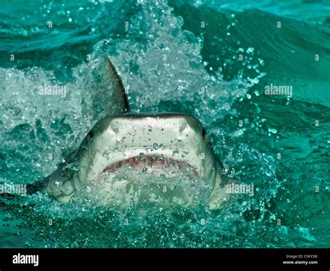 Great White Shark Jumping At Helicopter