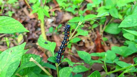 Premium Photo | A black and red caterpillar is on a plant with green ...
