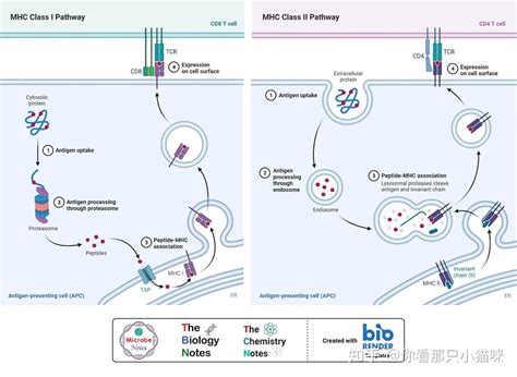 生物免疫基础知识（三） - 知乎