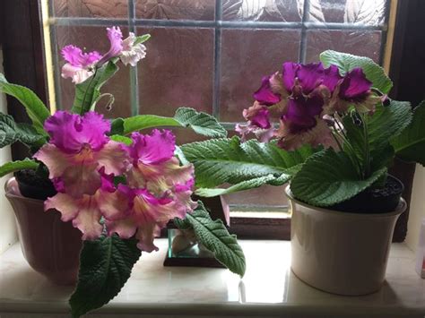 The Best Indoor Flowering Plants | Plantly