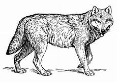 kostenlose malvorlagen wolf malvorlage wolf kostenlose ausmalbilder zum ausdrucken kostenlose malvorlagen wolf malvorlage wolf kostenlose ausmalbilder zum ausdrucken