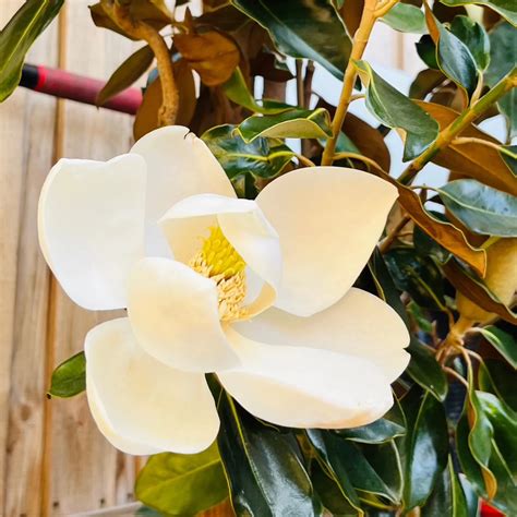 D.D. Blanchard Southern Magnolia (Magnolia grandiflora 'D.D. Blanchard ...
