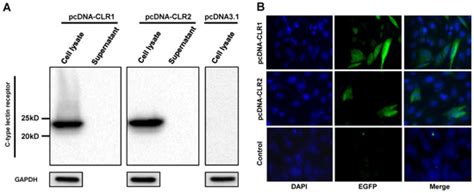 Differing Expression and Potential Immunological Role of C-Type Lectin ...