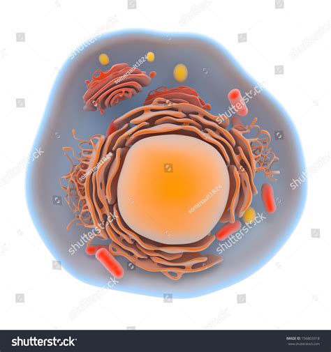 Inside Cell 的图像结果