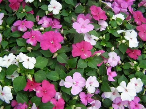 new-guinea-impatiens-3 – Gabrielsen Farms LLC
