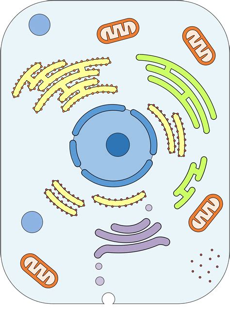 Simple Animal Cell Drawings