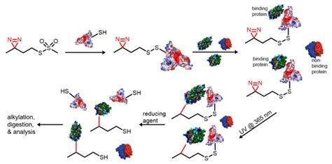 Recent Advances in Chemical Biology Using Benzophenones and Diazirines ...