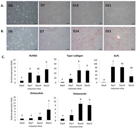 Osteocalcin Mediates Biomineralization during Osteogenic Maturation in ...