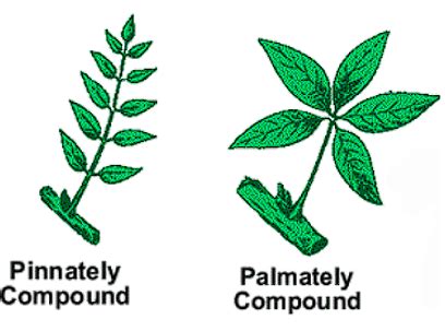 The Stem and Leaf: Structures and Modifications - Biology Class 11 ...
