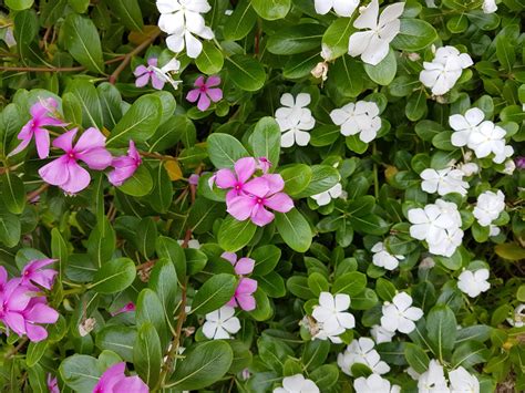 Kuvatulokset haulle periwinkle