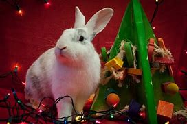 Image result for Bunny Animal