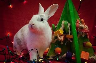 Image result for Cute Baby Animals Rabbits