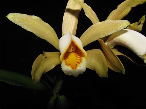 Cattleya forbesii Lindl. | Plants of the World Online | Kew Science