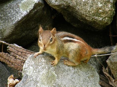 Ecosystem Example 的图像结果