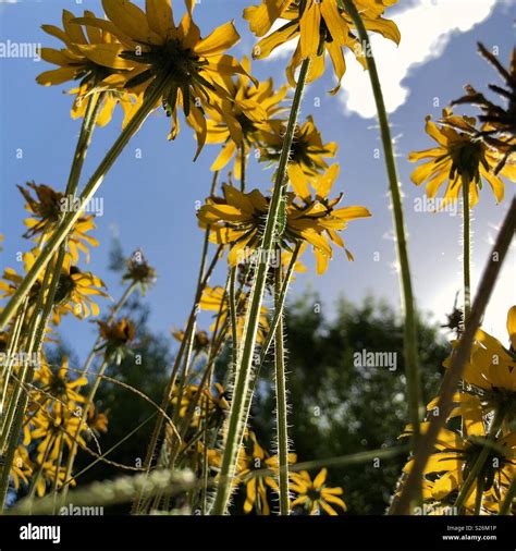 Brown eyed susans hi-res stock photography and images - Alamy