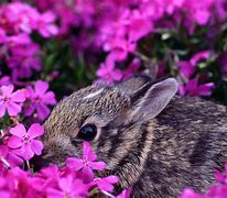 Image result for Spring+Baby+Bunnies