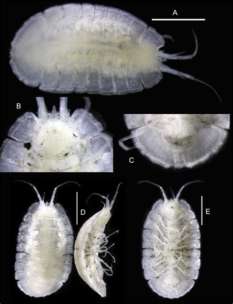 Fig. 5 in A new family of Asellota (Crustacea, Isopoda) from the deep sea of Zealandia