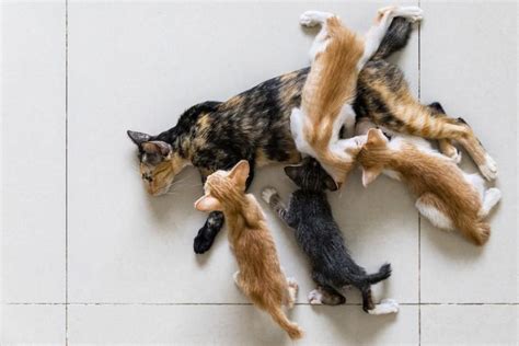 Kittens and Their Development - FOUR PAWS International - Animal ...