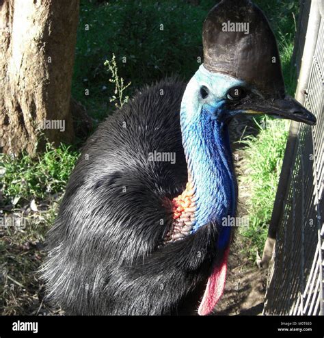 The Casuarius casuarius, also known as the Southern Cassowary, is a ...