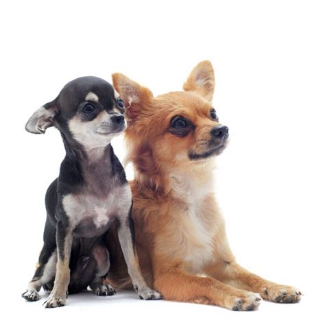 Large breed chihuahua online