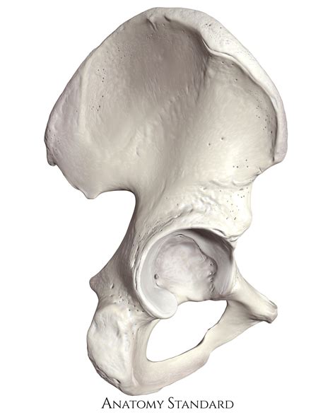 Anatomy Standard - Drawing Hip bone (os coxae): lateral view - no labels | AnatomyTOOL