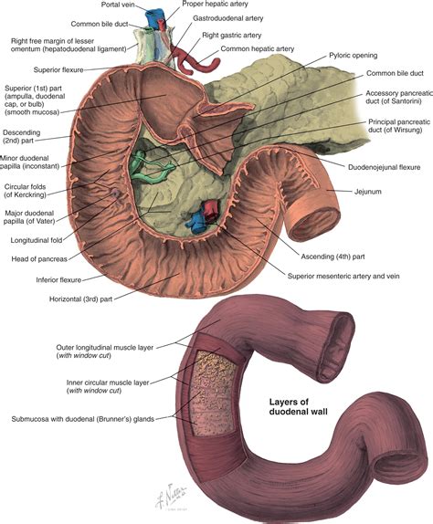 Anatomy Of Duodenum