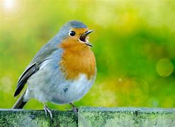 Image result for Animal Photos Free