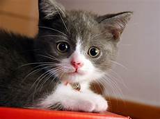 cat breed cat breeds types of cats breed domestic cat breeds cat breed cat breeds types of cats breed domestic cat breeds