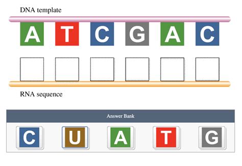 Image result for RNA Sequence Example
